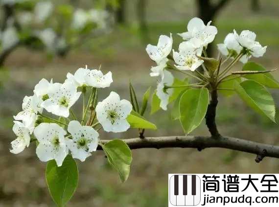 梨花又开放简谱_韩红_重返了故乡，梨花又开放