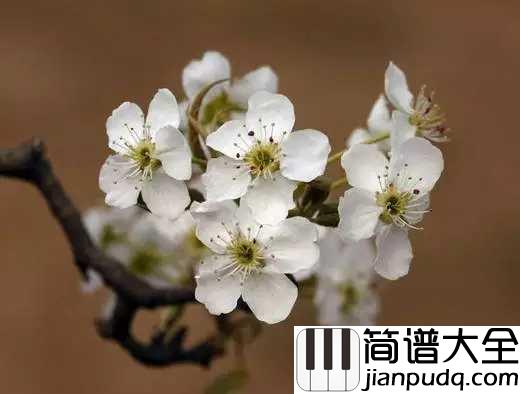 梨花又开放简谱_韩红_重返了故乡，梨花又开放