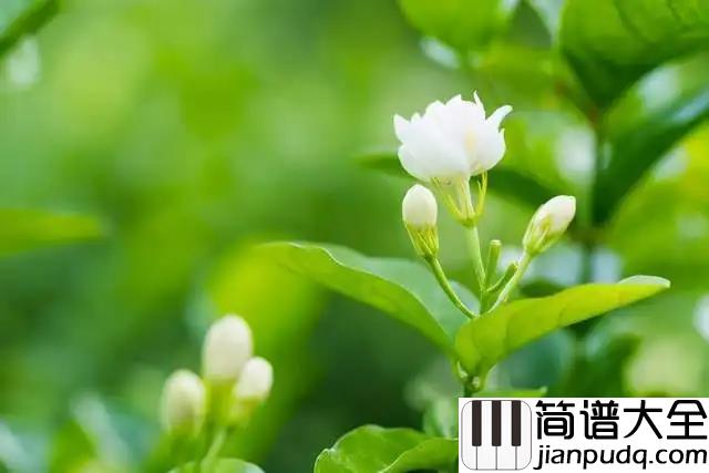 _茉莉花_古典吉他谱